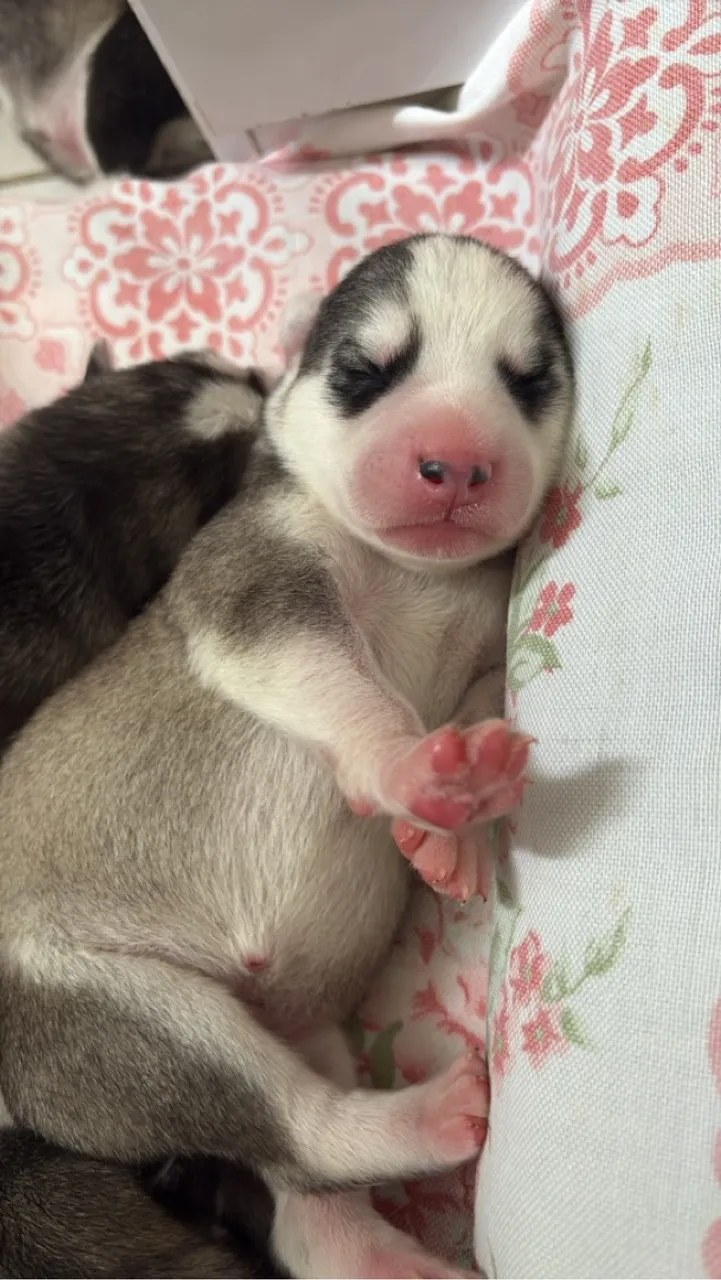 Filhotes de Husky Siberiano