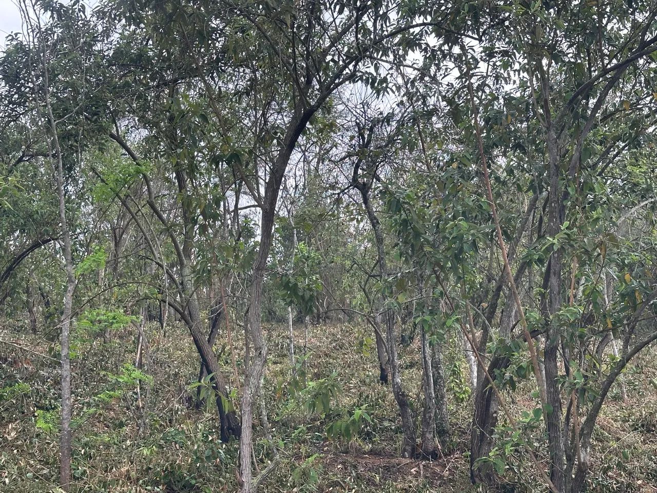 Foto - Itaboraí - Centro (Sambaetiba)