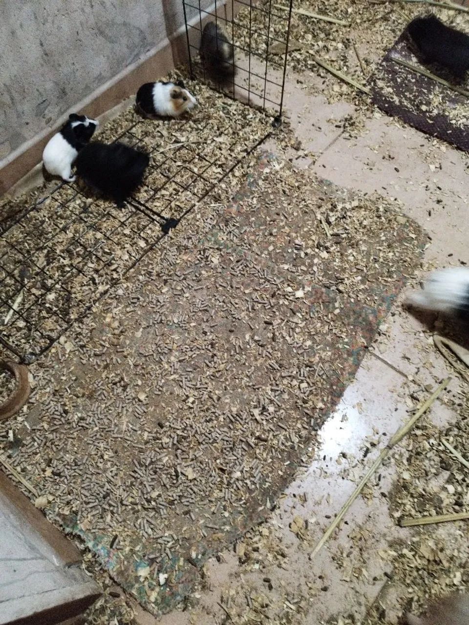  porquinhos da índia à venda - Foto 3