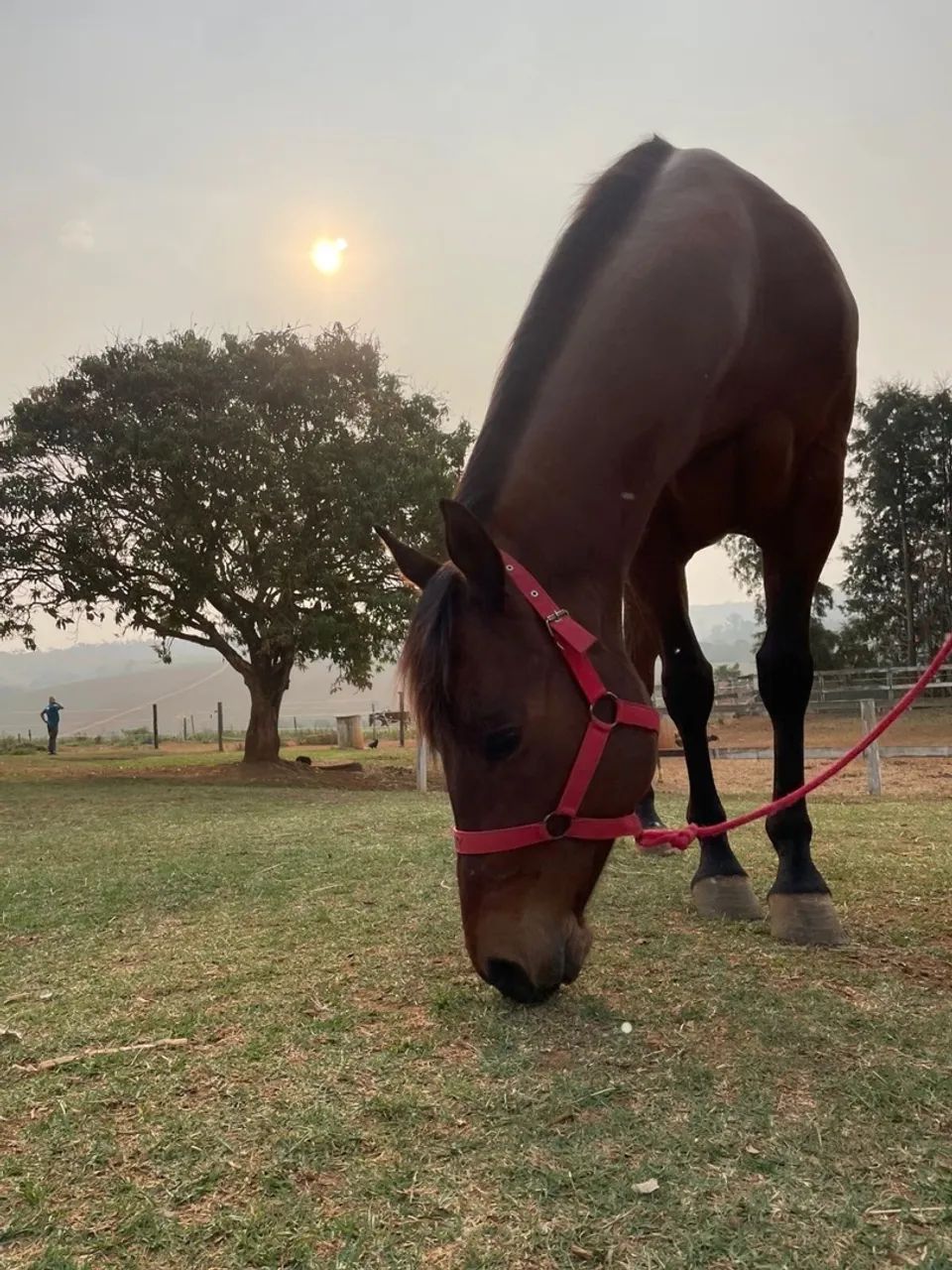 CAVALO TREINADO TRÊS TAMBORES - Harry Red - Foto 5