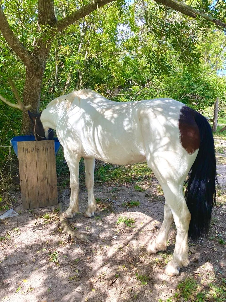 Cavalo tubiano  - Foto 2