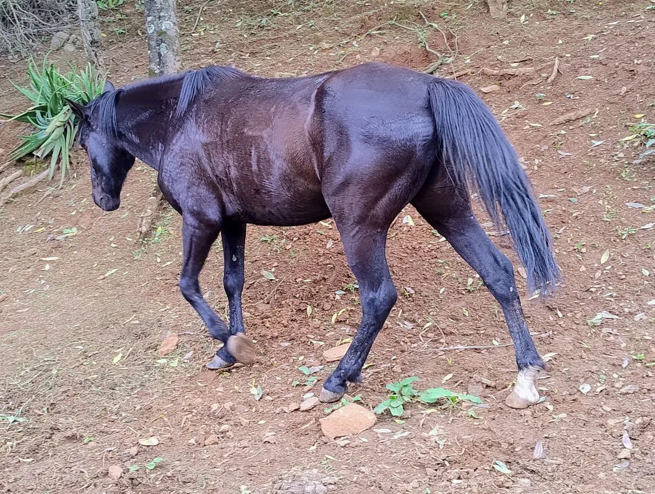 Cavalo preto famoso mico ta po brik - Foto 3