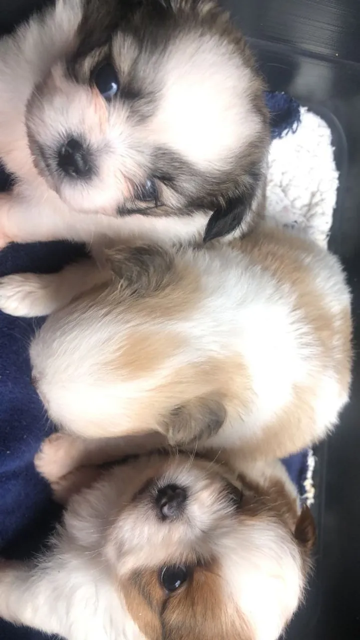Filhotes Shih Tzu fofinhos à procura de um lar!