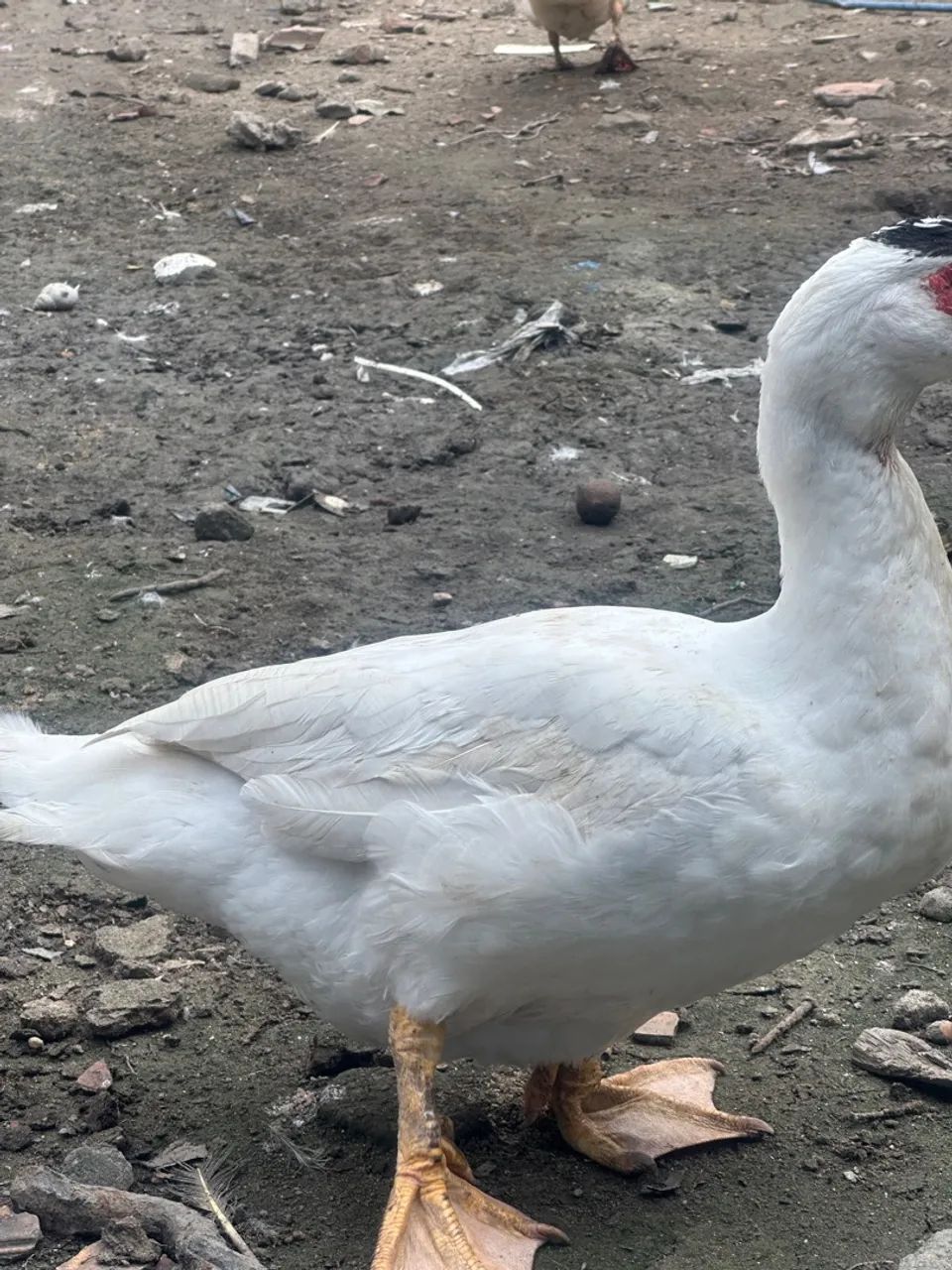 Pato macho branco faço entrega  - Foto 2