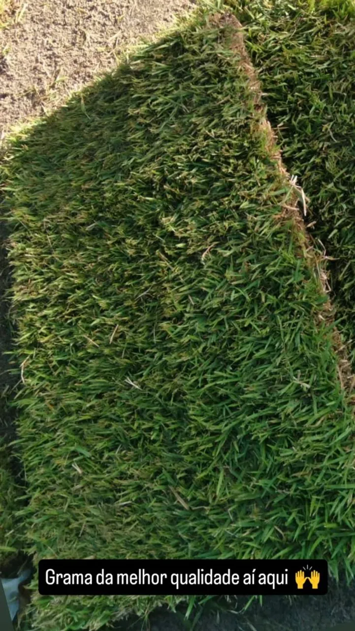 Grama da melhor qualidade para seu jardim!