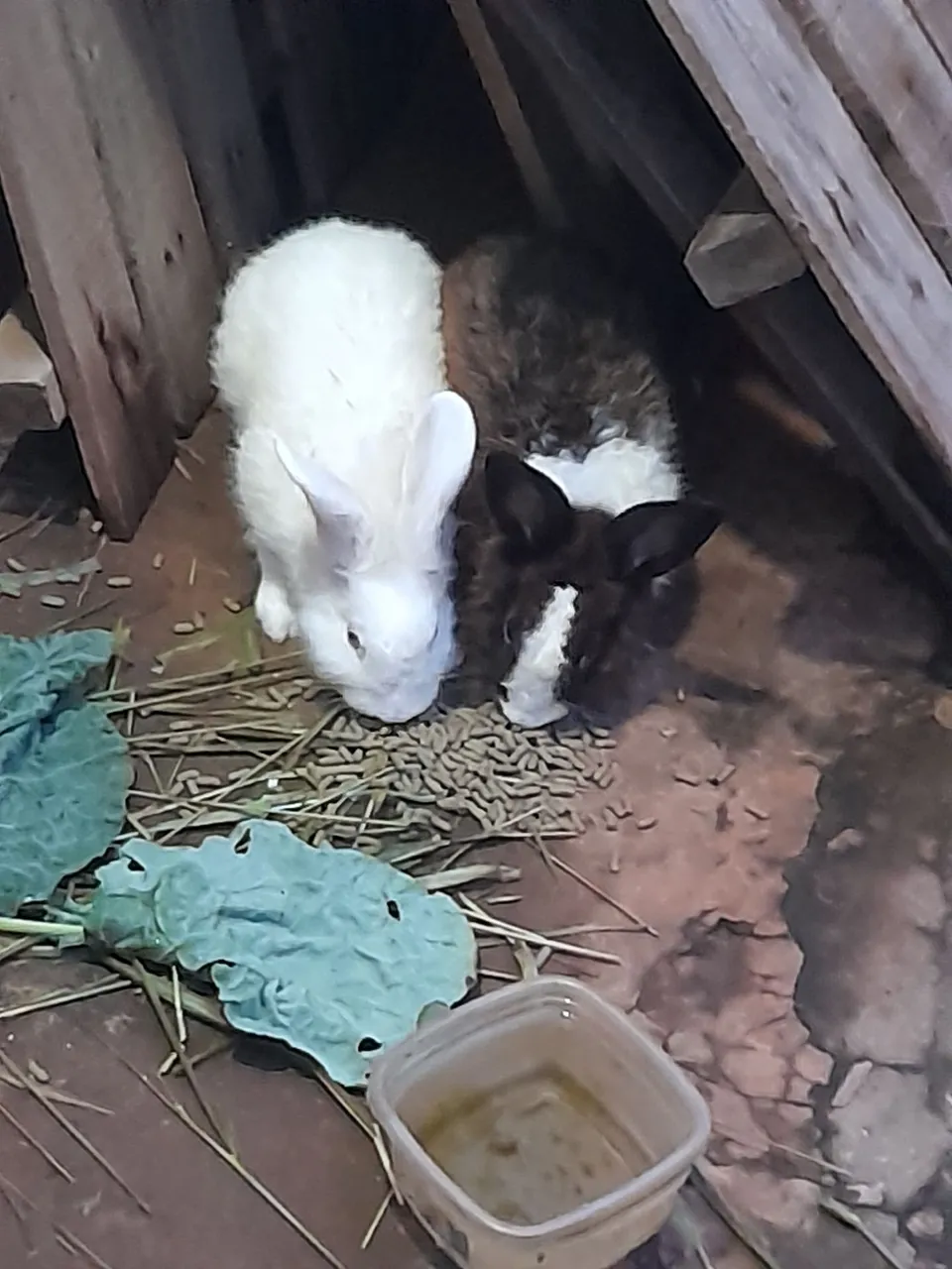 2 coelhos machos pra venda