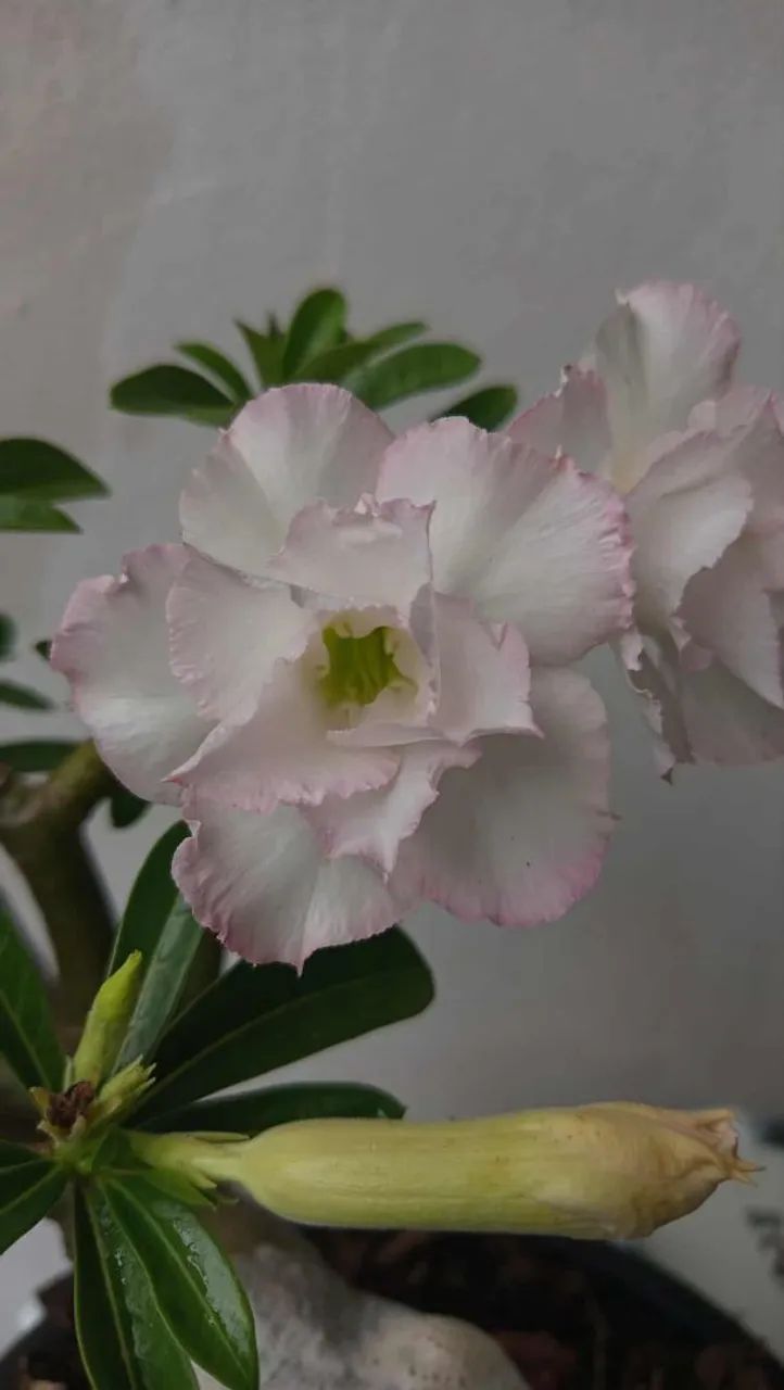 Terra vegetal - Foto 4