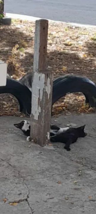 Doação Filhotes - Foto 2