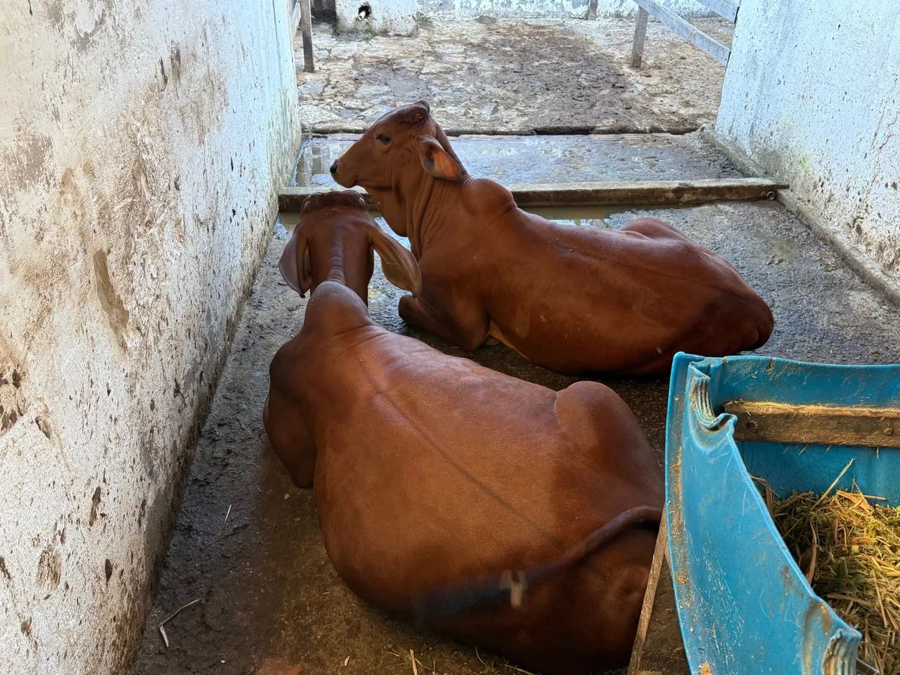 Venda  de gado Sindi Igarassu Pernambuco  - Foto 3
