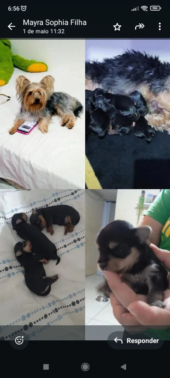 Filhotes de Yorkshire Terrier e Chihuahua