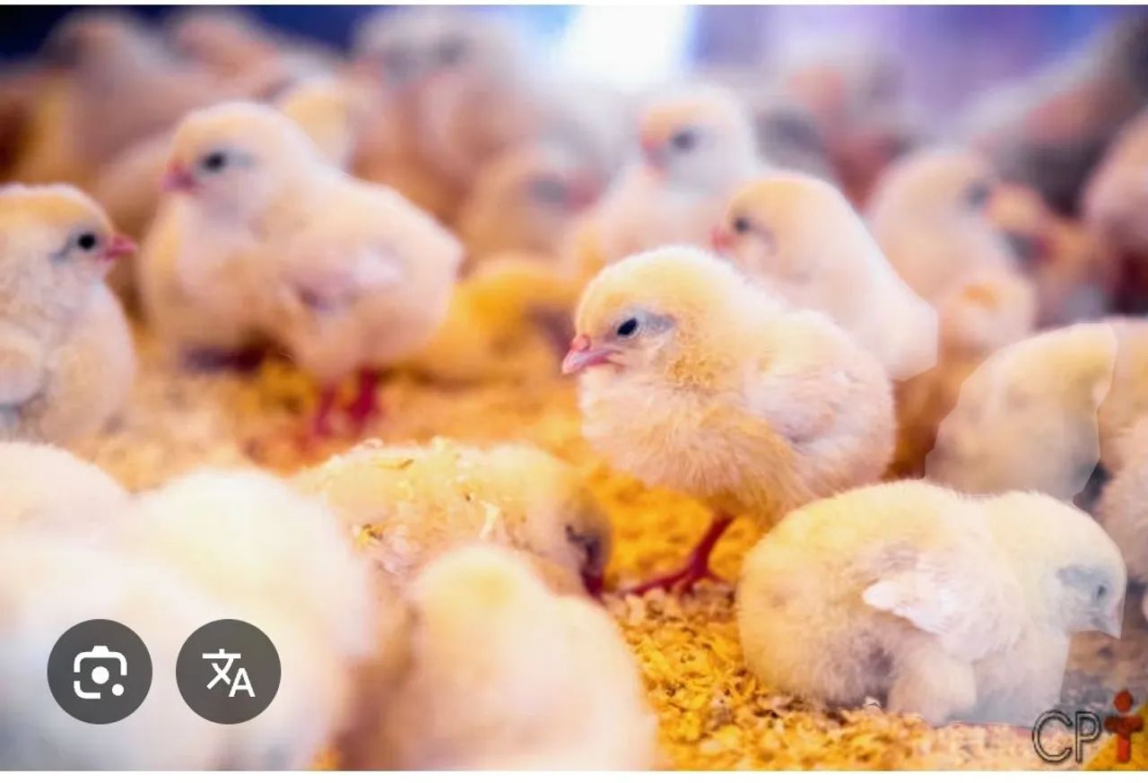 Pintinhos de um dia - R$ 6,00 cada