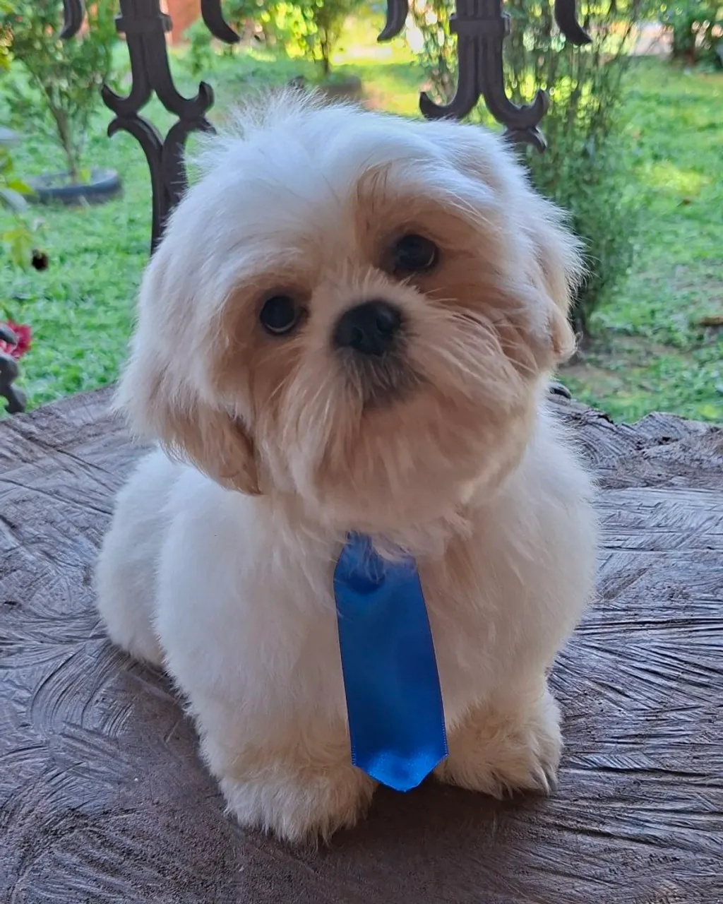 Filhote Shih Tzu macho, vacinado, vermifugado com pedigree pelagem branco e areia