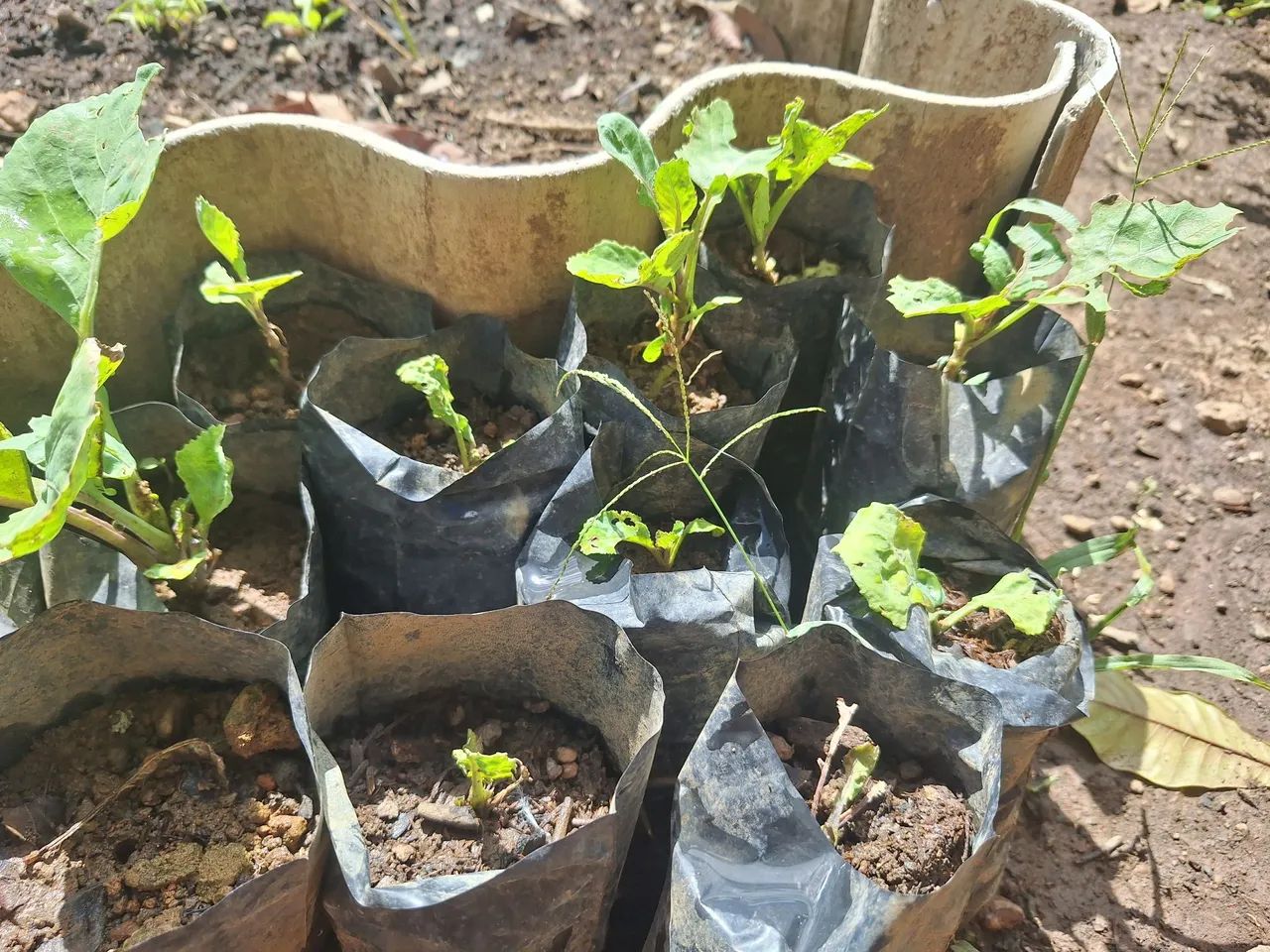Mudas de couve - Foto 2