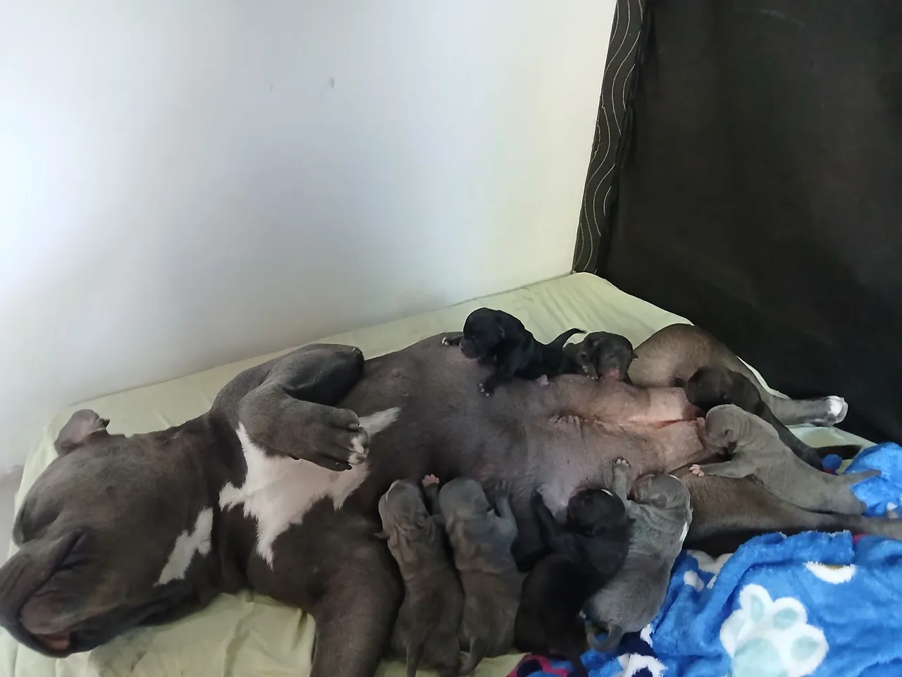 Filhotes de american bully