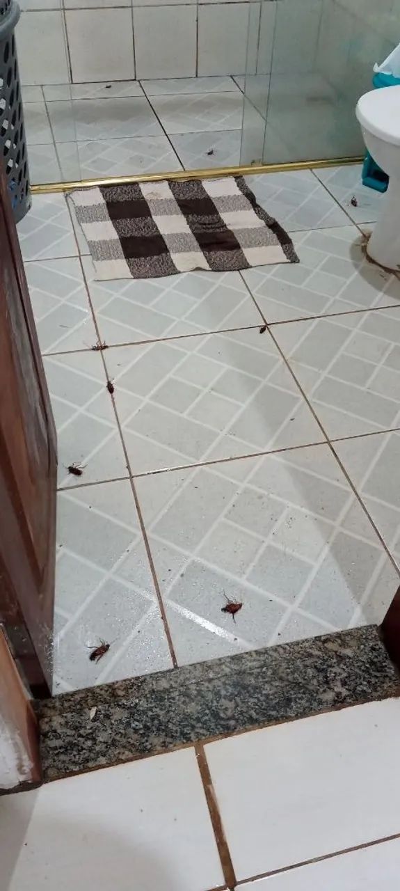 GOMES DEDETIZAÇÃO  - Foto 5