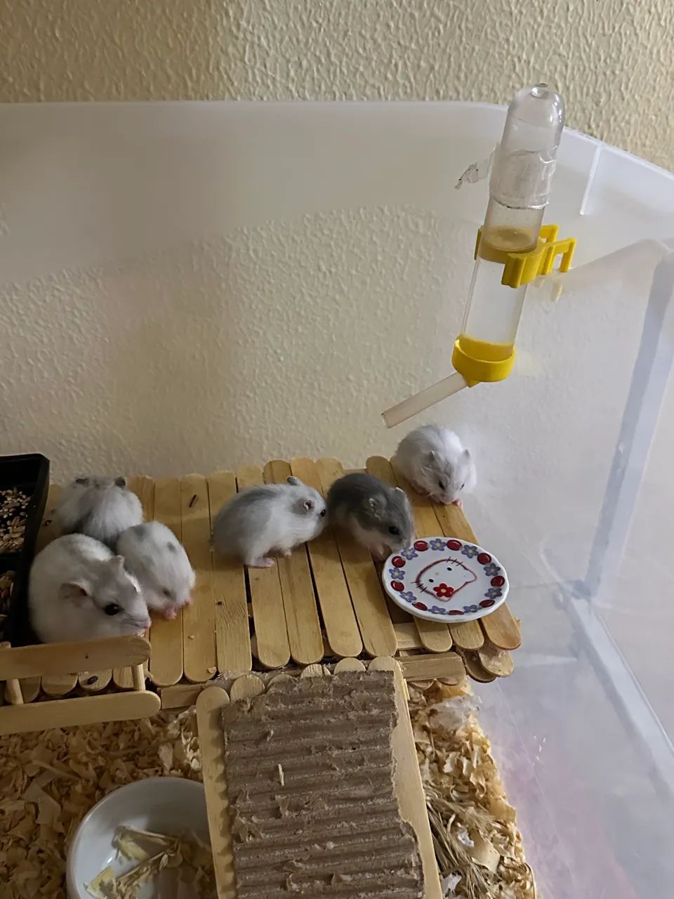 Filhotes de Hamster Anão russo para venda 