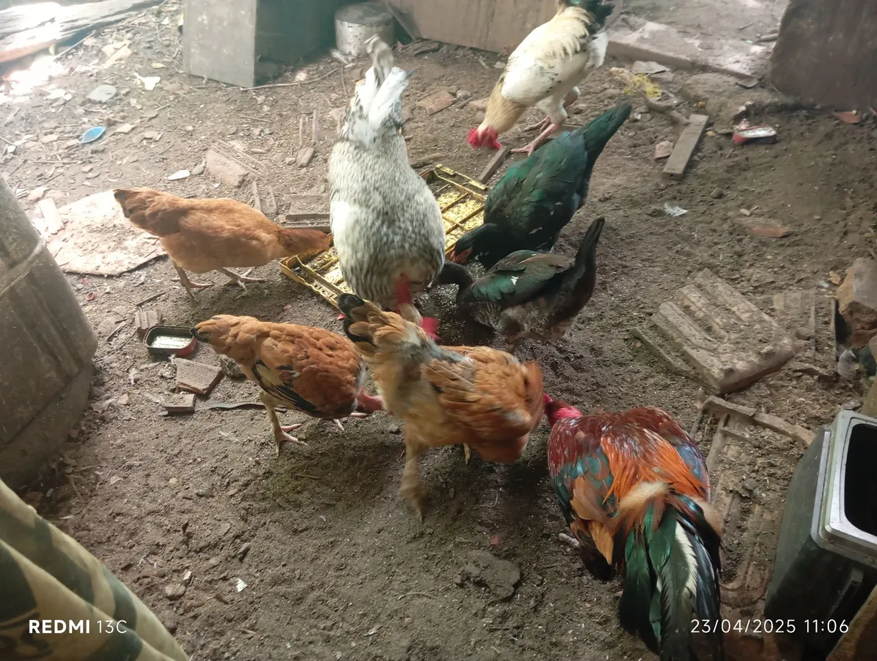 Galinhas e Patos à venda