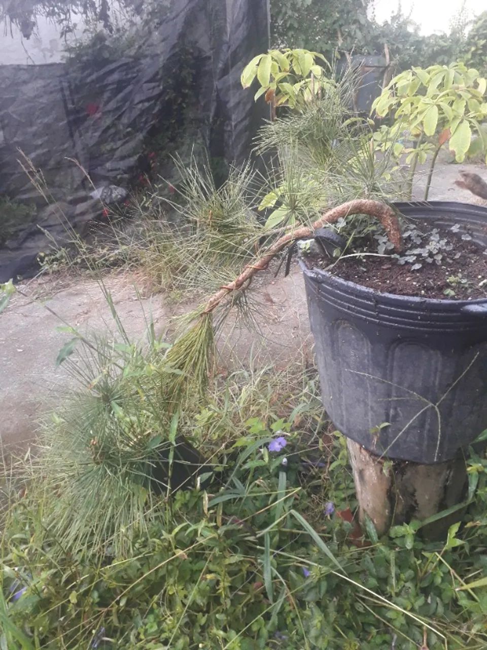 Muda Pinheiro negro pinus thunbergii Porto Alegre RS pré bonsai