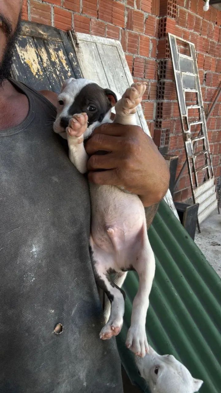 Filhotes lindos Pitbull  - Foto 2