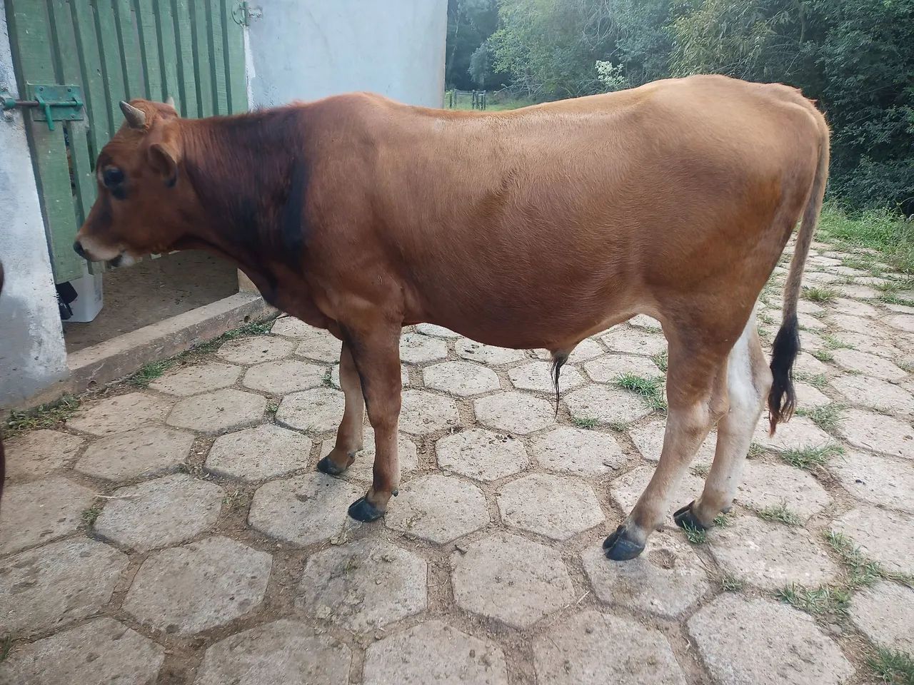 Tourinho Jersey venda ou troco