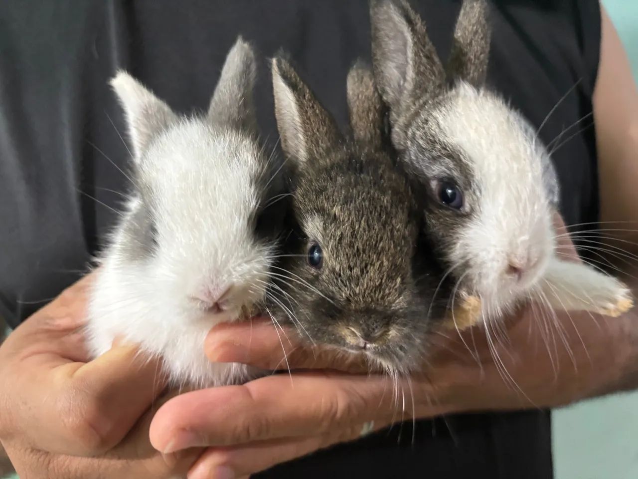 Coelhinhos filhotes fofos