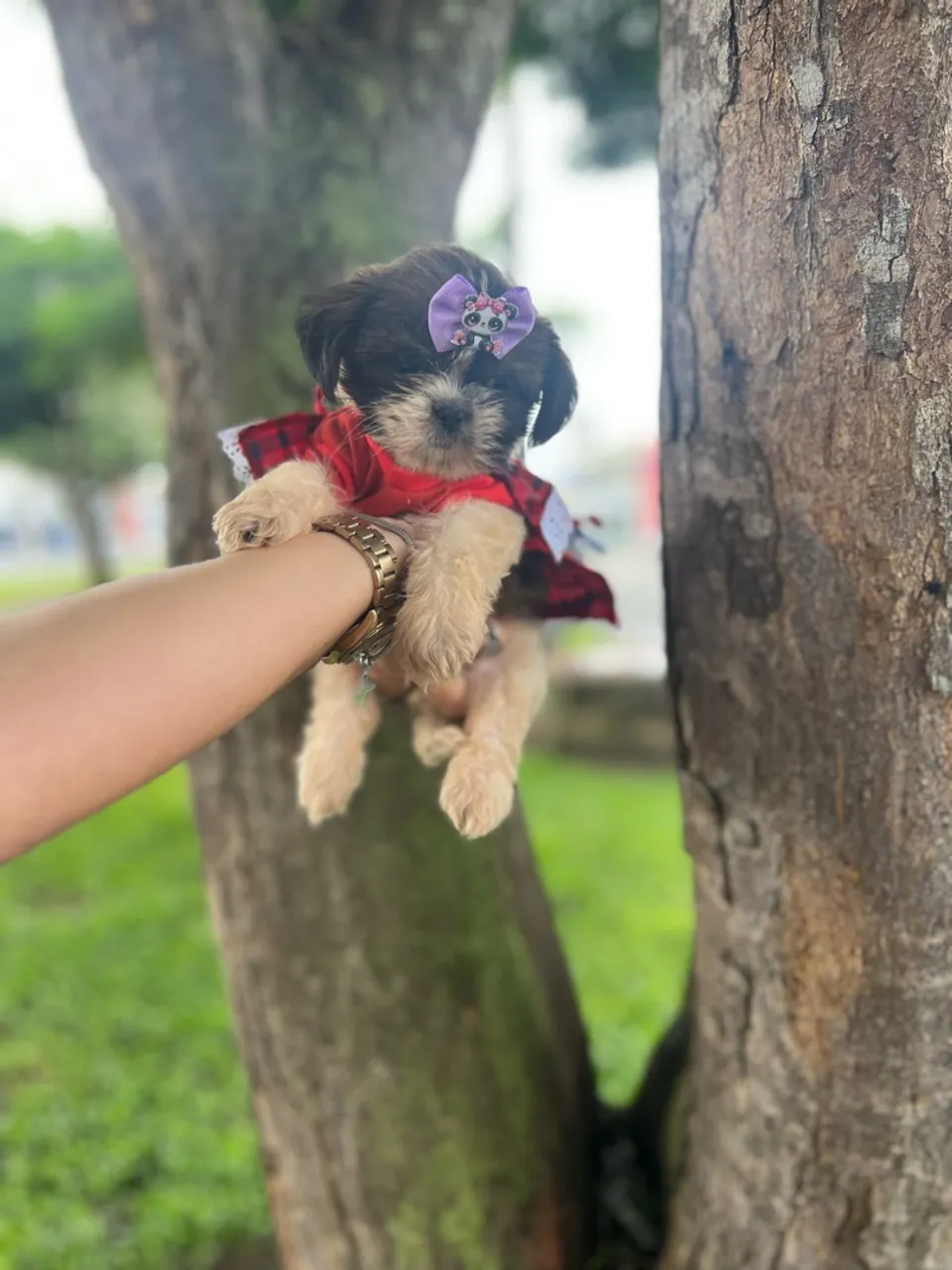 Filhote Shih Tzu fêmea micro