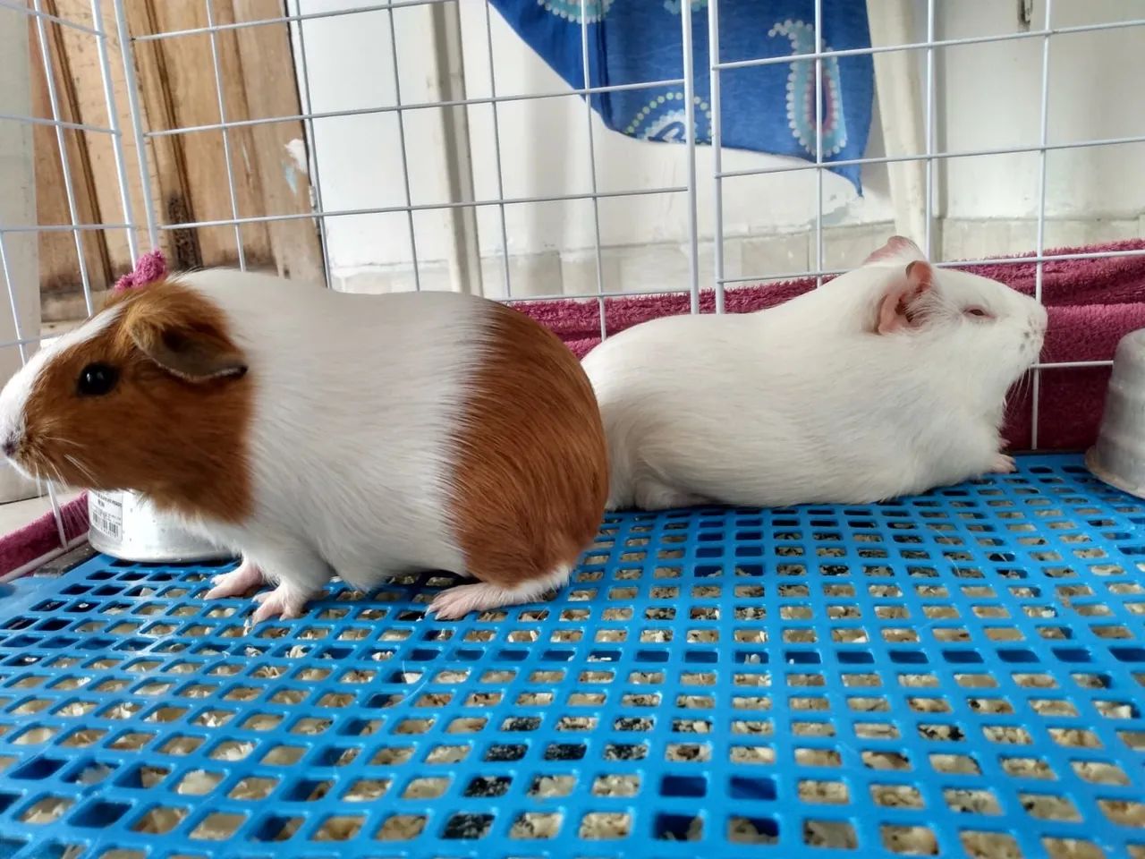 Duas porquinhas da india fêmea  - Foto 3