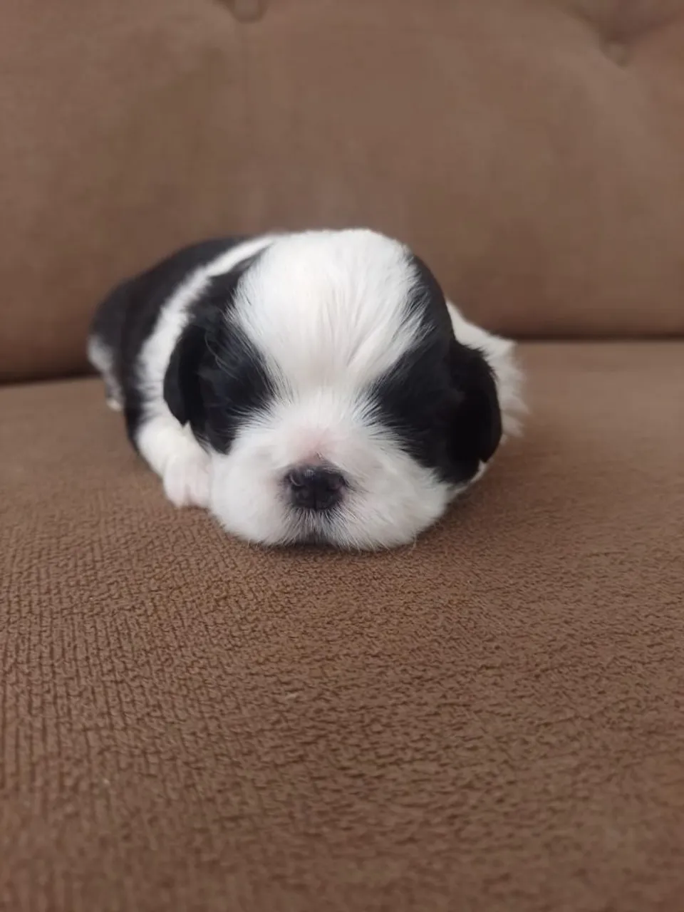 Shih Tzu Fêmea 