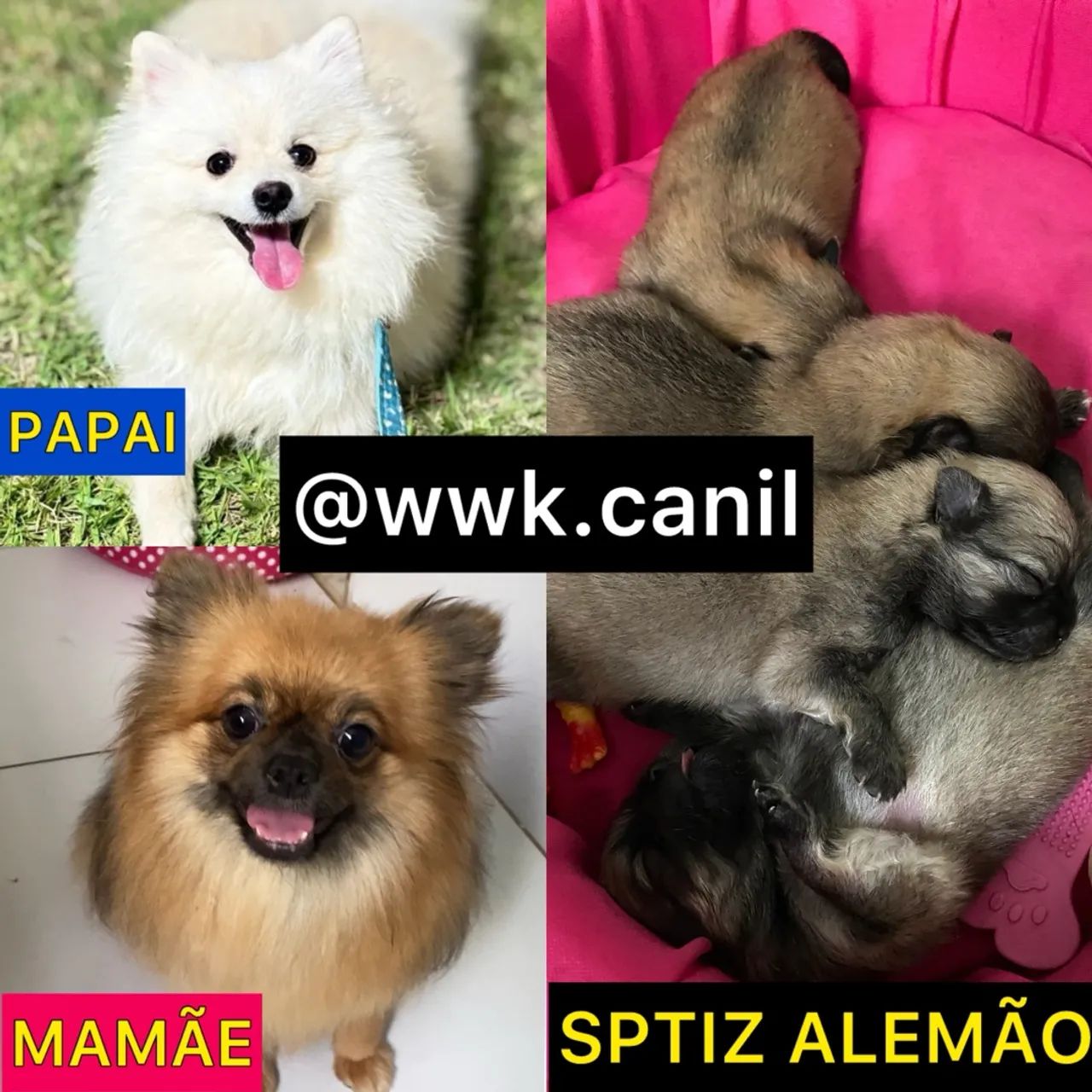 Filhotes Spitz Alemão disponíveis  - Foto 3