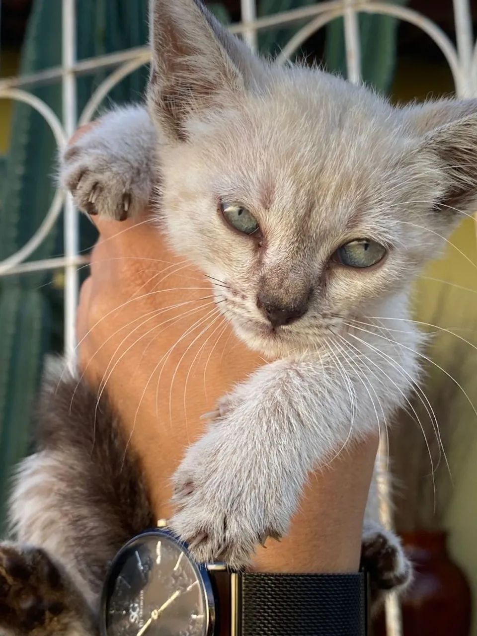 Gatinhas bebês para adoção! - Foto 4