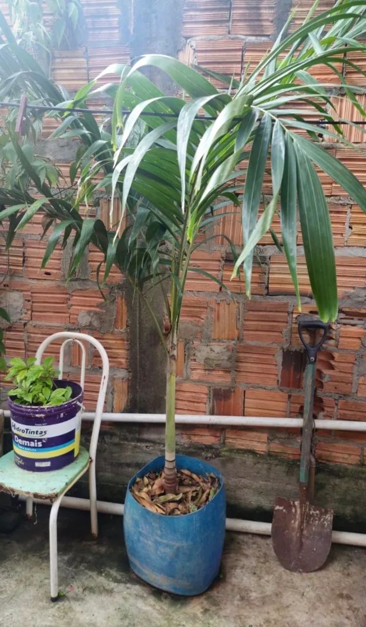 Palmeiras ? 64299777400065122