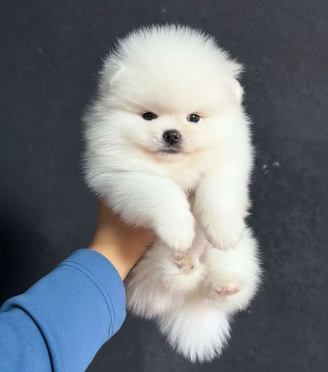 Spitz alemão fêmea  - Foto 2