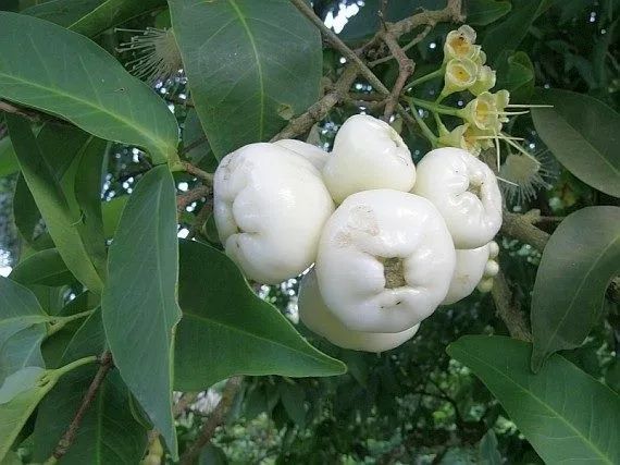 Frutifera Mudas de Jambo Branco Exótico e raro - Foto 2