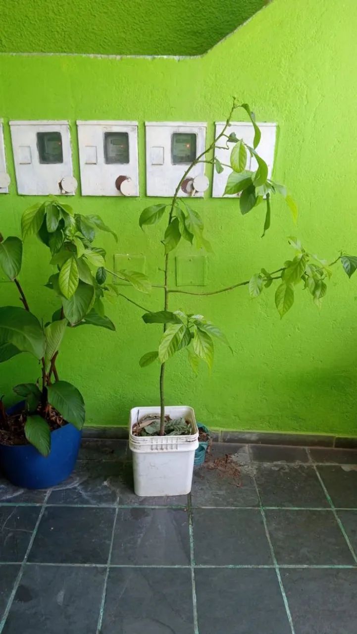  Abacate Manteiga 1.80mts - Foto 3