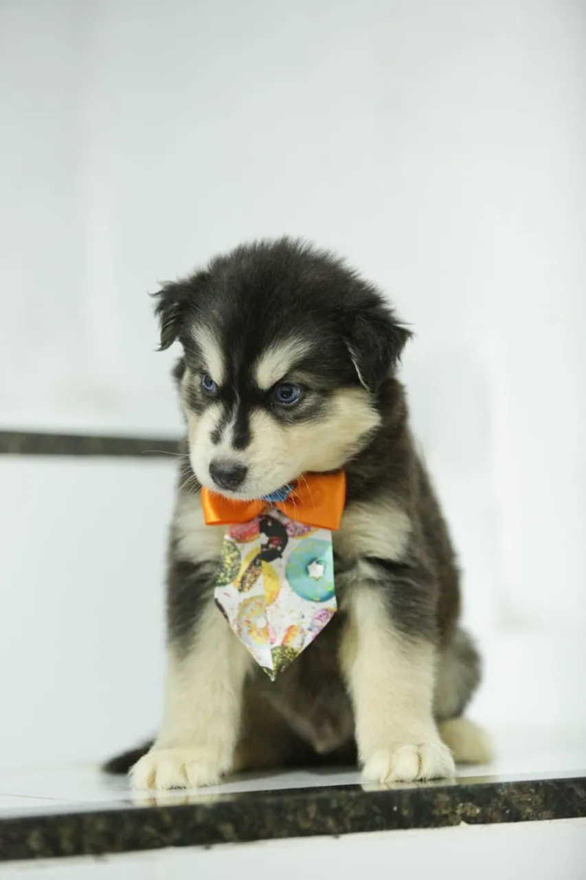 Filhote de Husky Siberiano