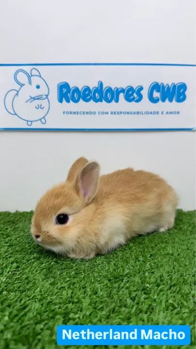 Filhotes de Mini Coelhos (Roedores CWB)  - Foto 4