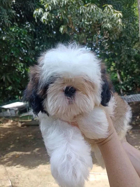 Filhote Shih Tzu - Lindíssimo! - Foto 3