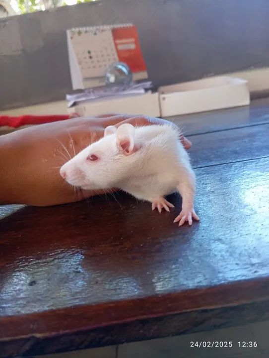 Vendo rato Twister fêmea  - Foto 5
