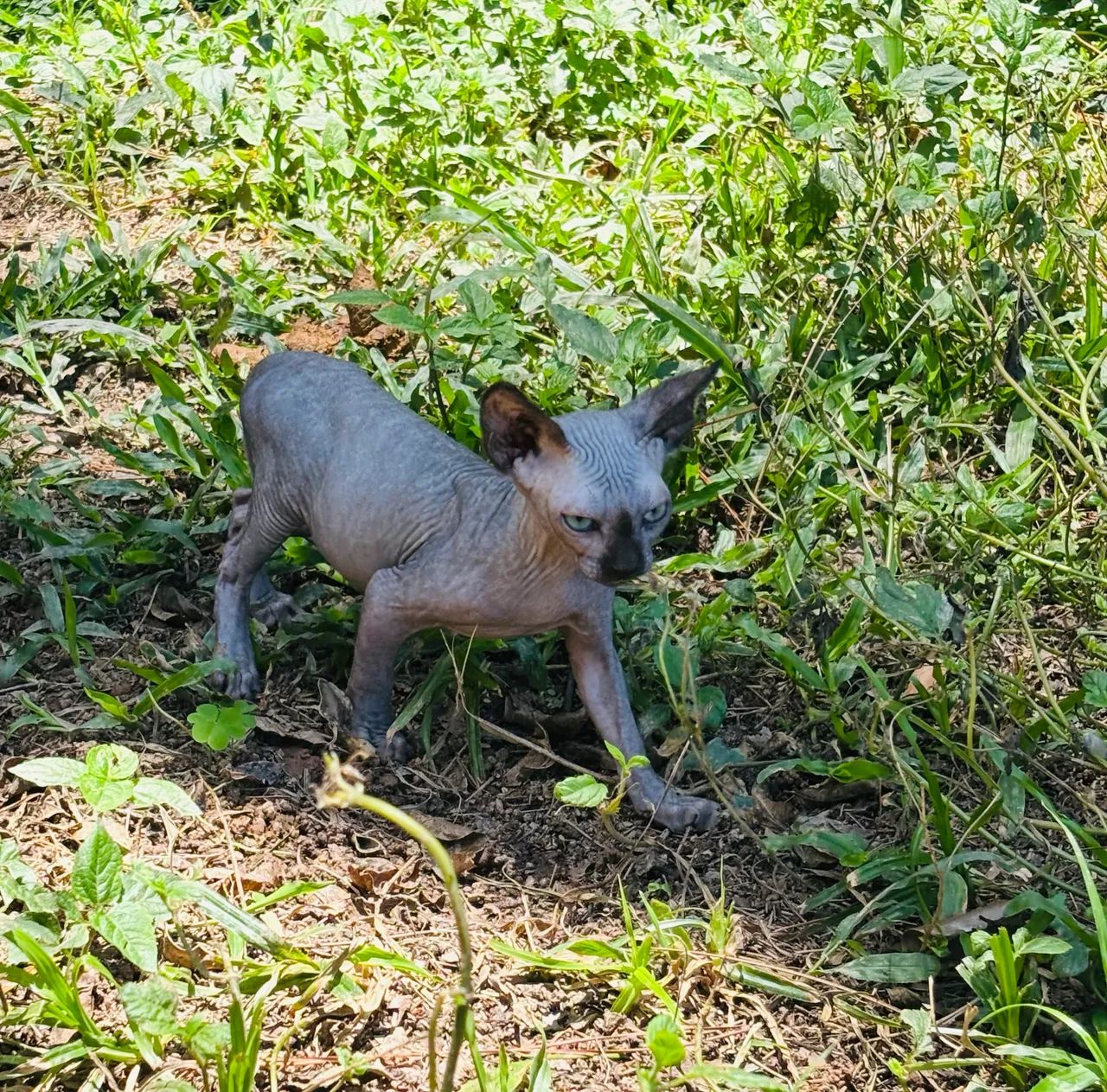 Filhotes te Sphynx Macho - Foto 5