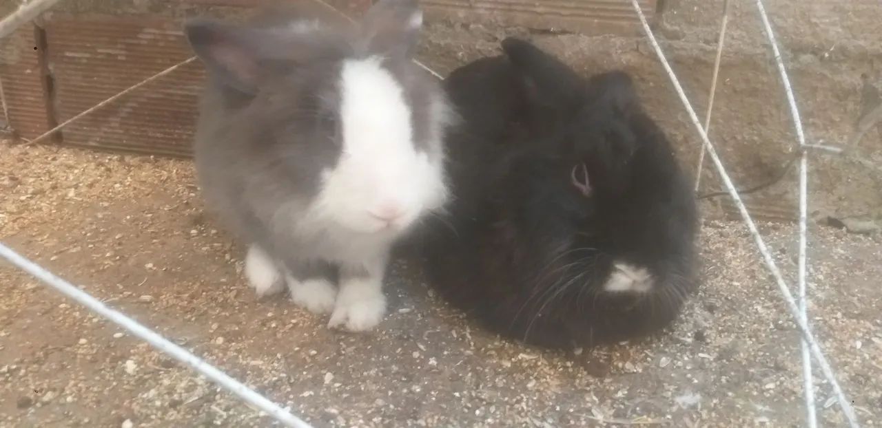 Vende-se um casal de coelhos reprodutor