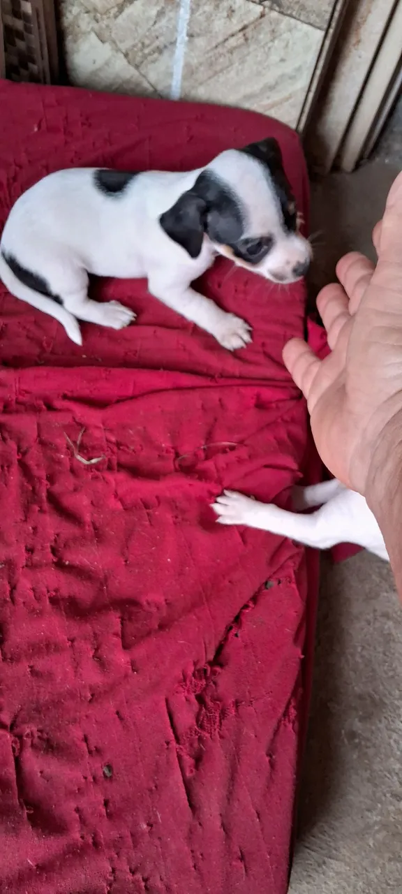 Vende-se dois pincher um macho e uma femea