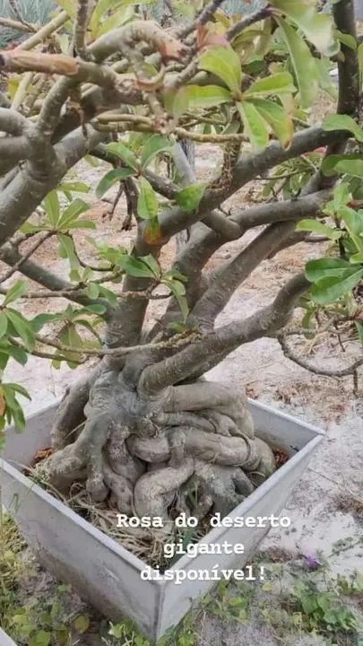 Mudas de Adenium obesum gigante  - Foto 2