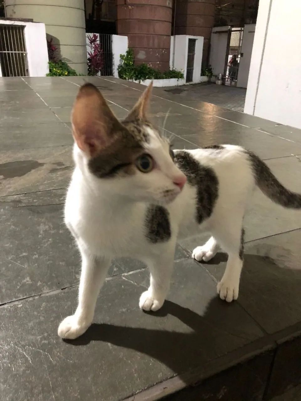 Doação de gato macho  - Foto 4