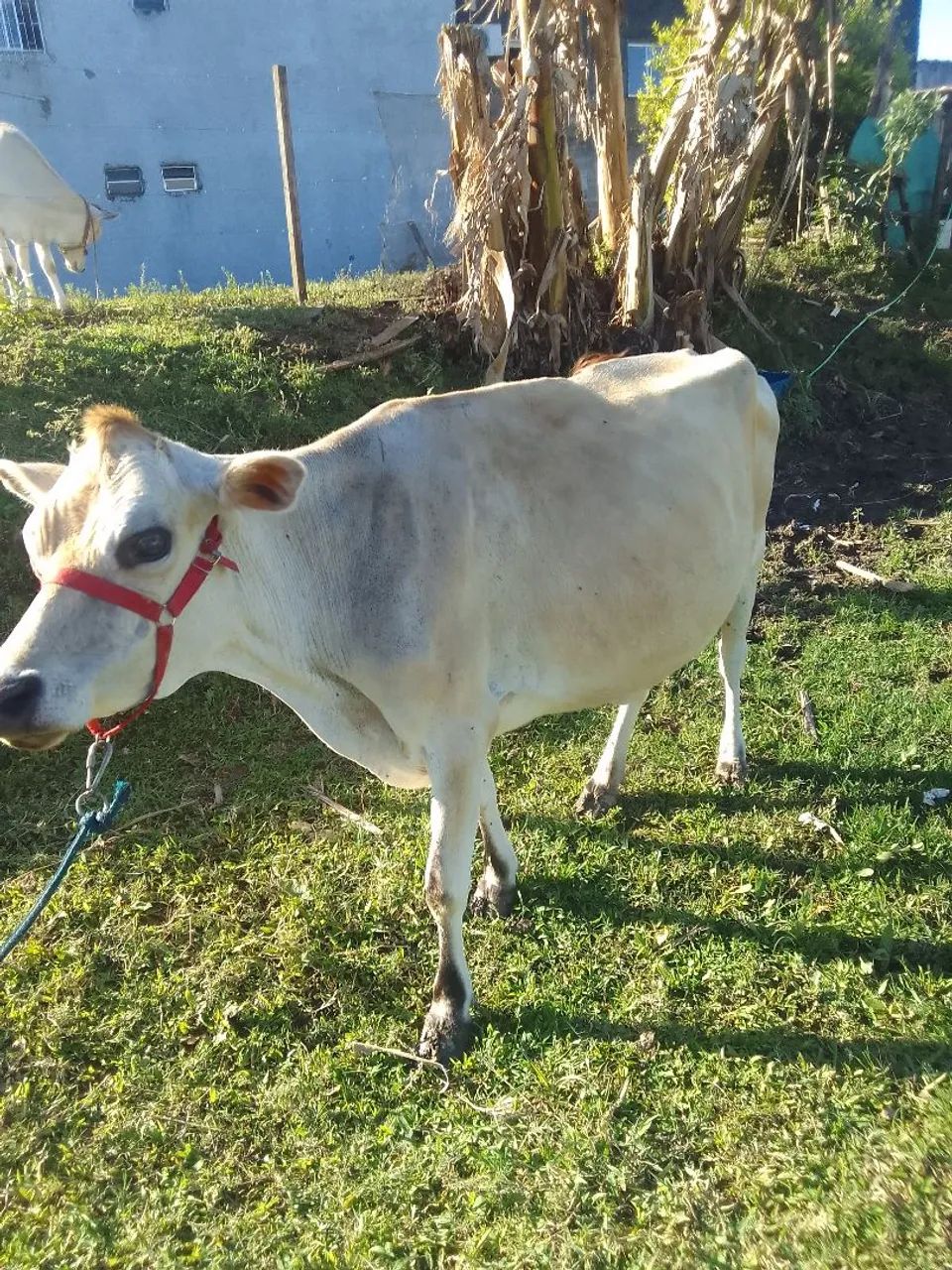 Vendo vaca com Bezerra 