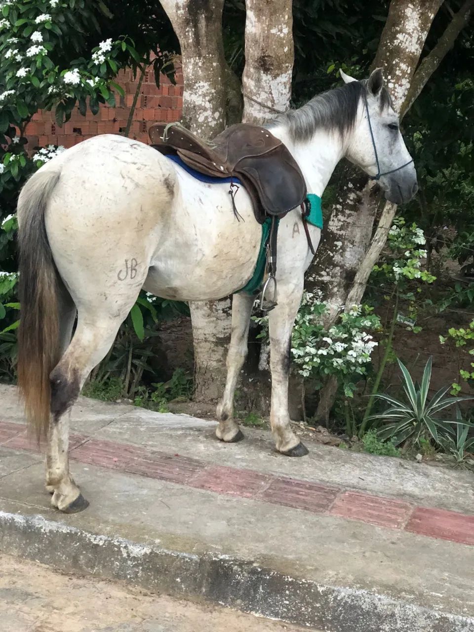 Cavalo de campo  - Foto 2