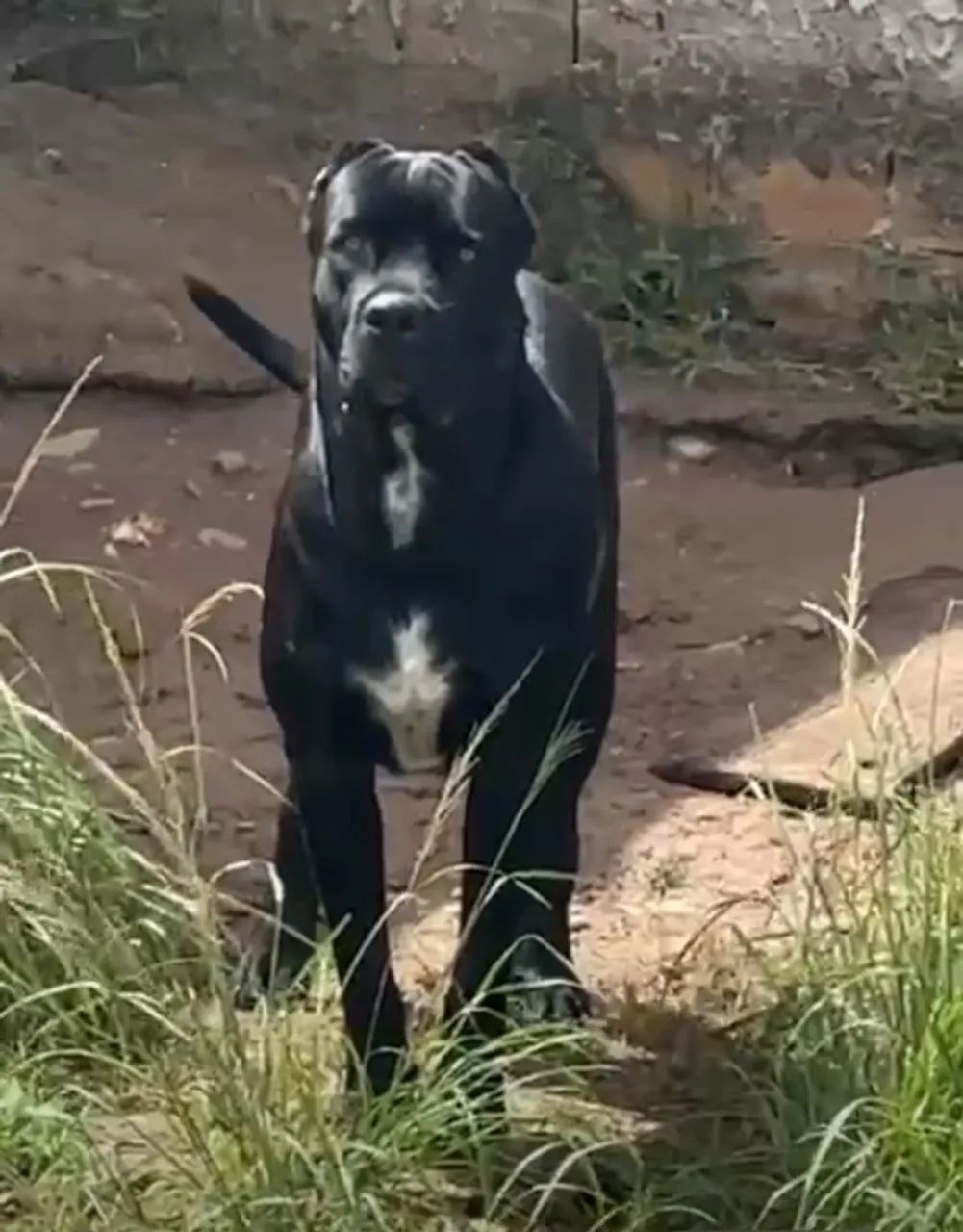 Cane Corso puro - Foto 2