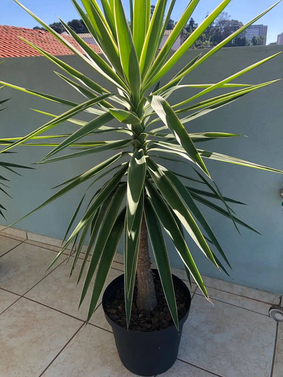 Planta Yuca (3) - Foto 4