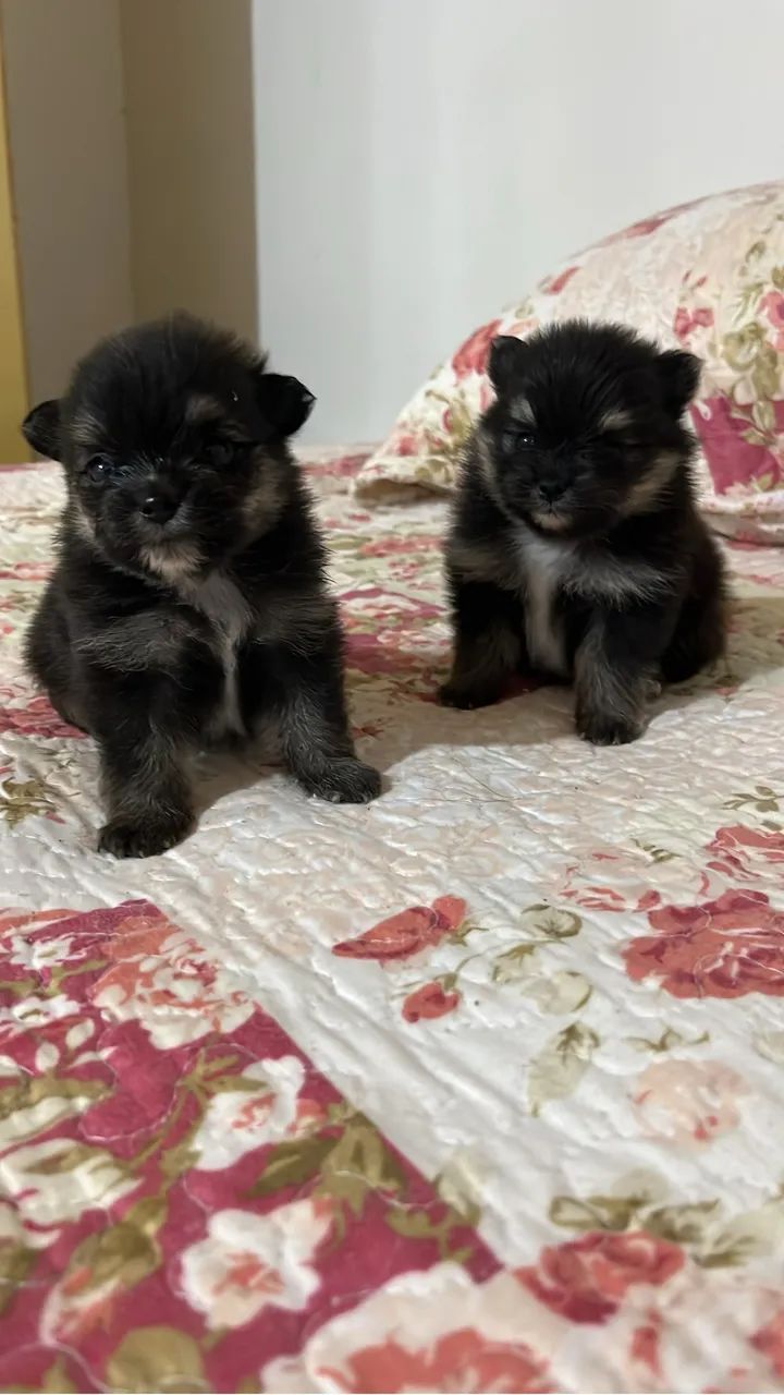 Lulu da Pomerania black and tan  - Foto 3