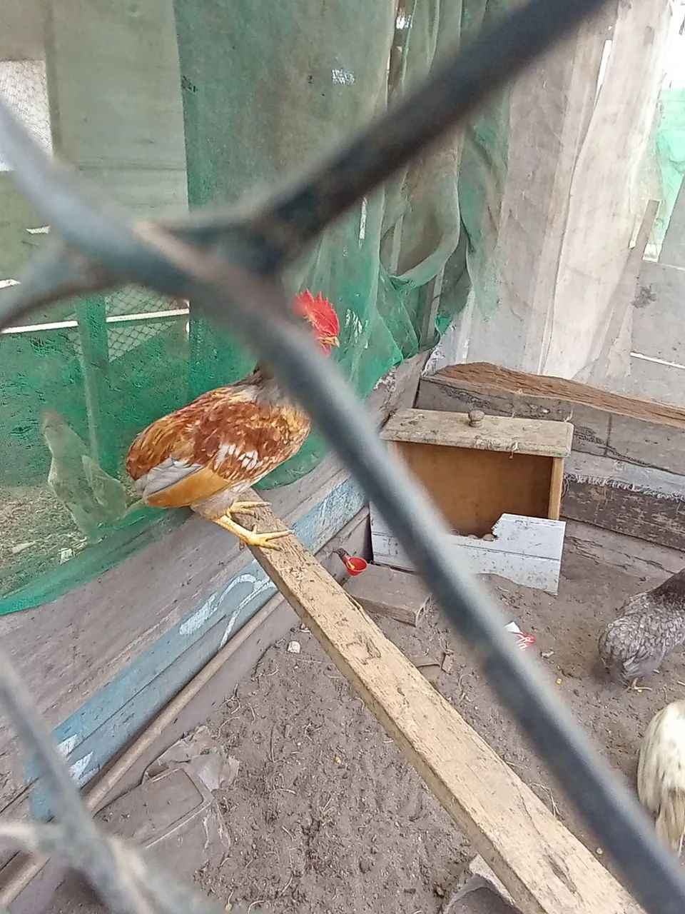 Galo e galinha ganize sura 