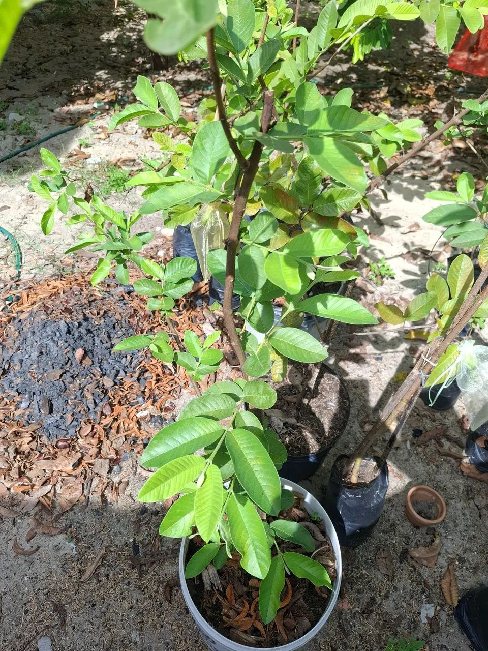 Vende-se Mudas Goiaba Tailandesa Suprema - Foto 3